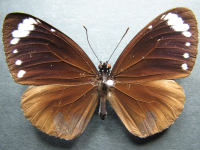 Euploea tulliolus tulliolus - Adult